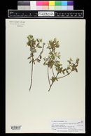 Philadelphus microphyllus image