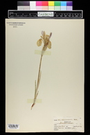 Iris missouriensis image