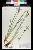 Iris missouriensis image