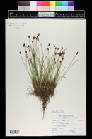 Juncus drummondii image