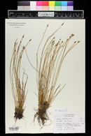 Juncus drummondii image