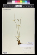 Juncus arcticus image