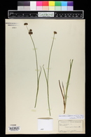 Juncus ensifolius var. montanus image