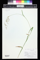 Luzula parviflora image