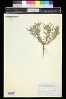 Dracocephalum parviflorum image