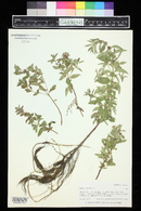 Mentha arvensis image