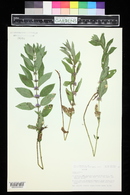 Mentha arvensis image