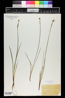 Sisyrinchium montanum image