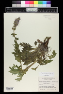 Phacelia sericea image