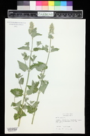 Nepeta cataria image