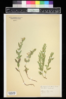 Scutellaria brittonii image