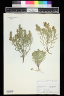 Teucrium laciniatum image
