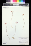 Allium acuminatum image