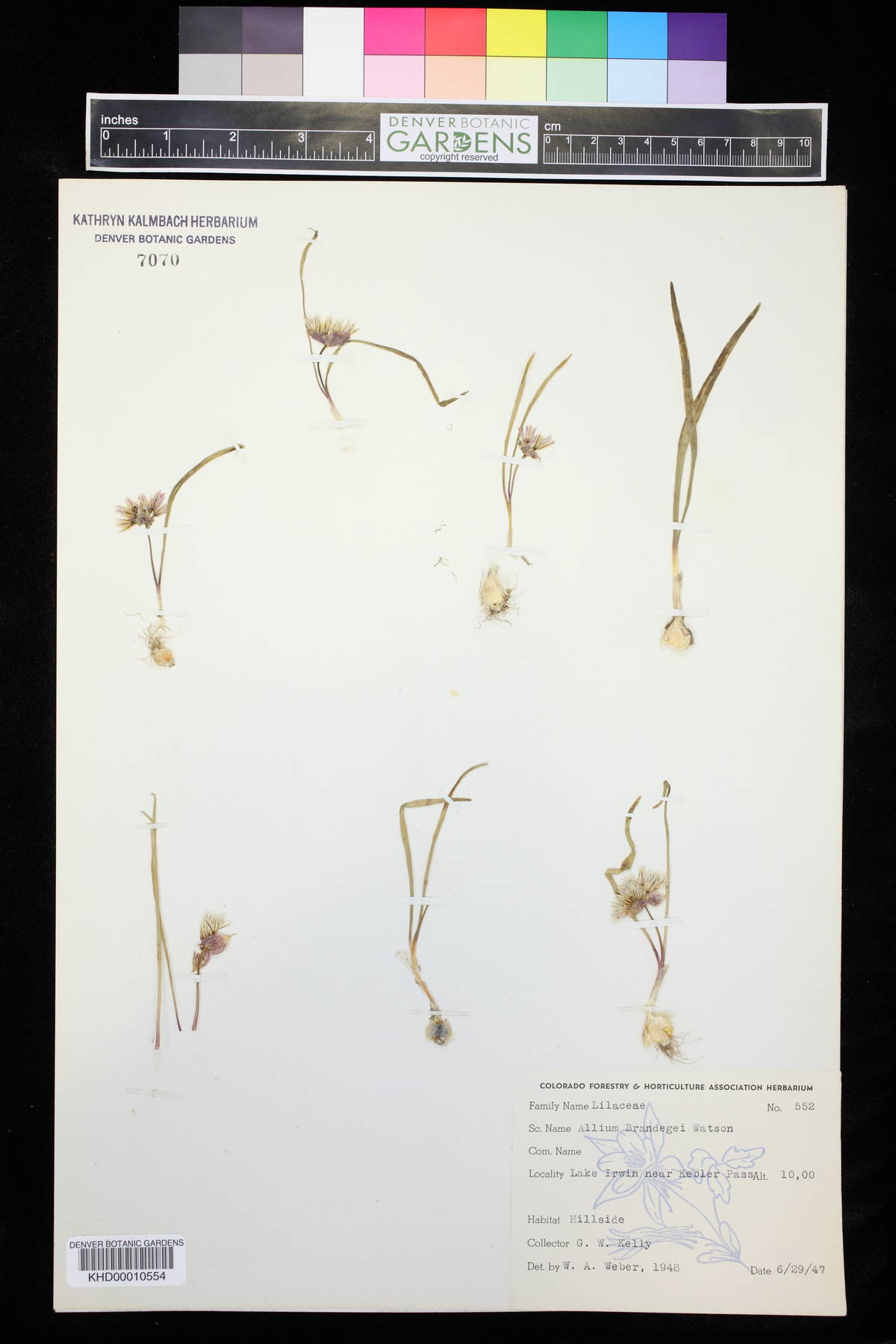 Allium brandegeei image