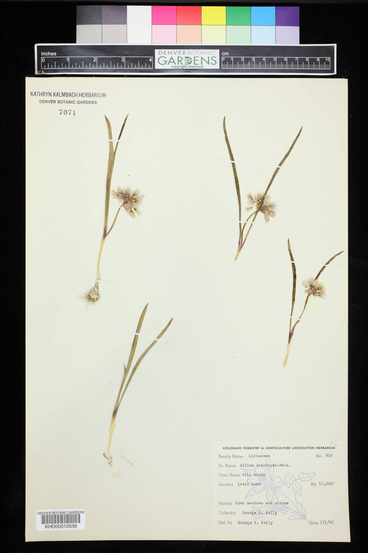 Allium brandegeei image