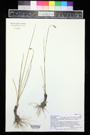 Allium cernuum image