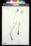 Allium cernuum image