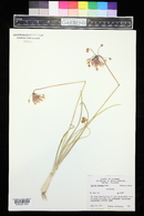 Allium cernuum image