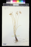 Allium cernuum image