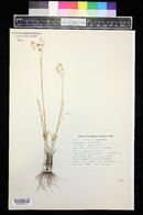 Allium cernuum image