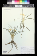 Leucocrinum montanum image