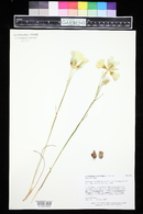 Calochortus gunnisonii image