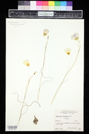 Calochortus gunnisonii image