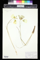 Calochortus gunnisonii image