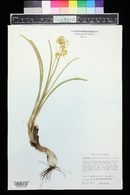 Zigadenus paniculatus image