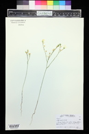 Linum rigidum image