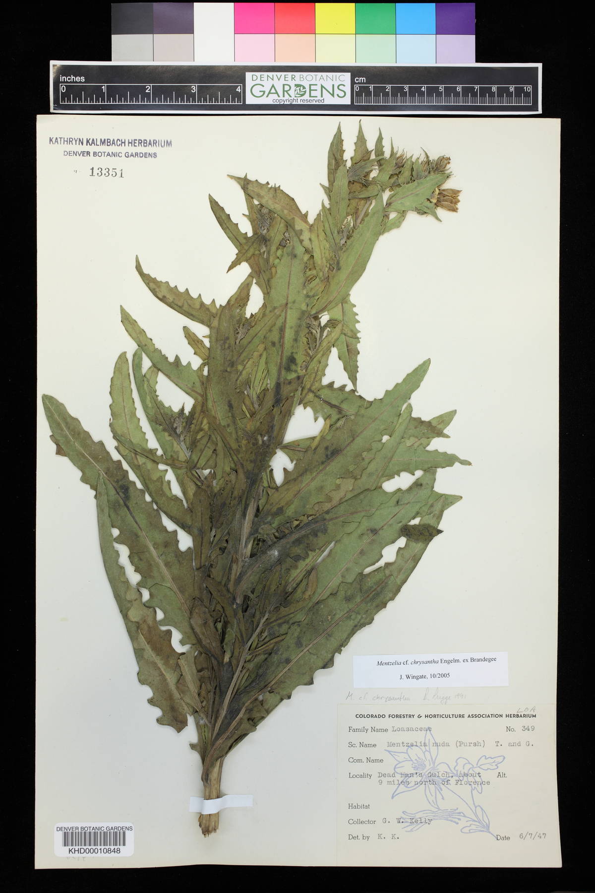 Mentzelia chrysantha image