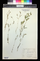 Mentzelia albicaulis image