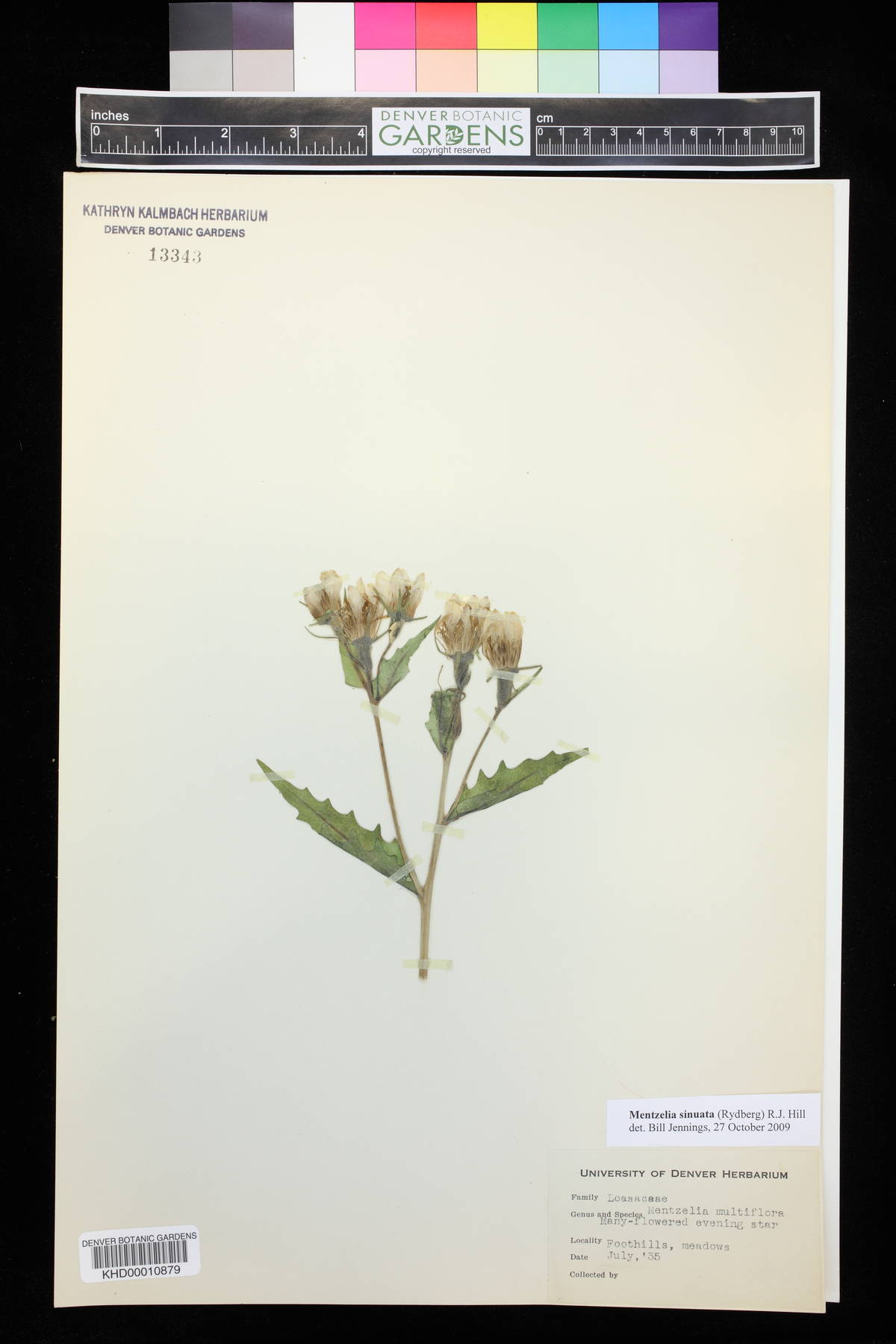 Mentzelia sinuata image