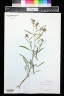 Mentzelia multiflora image