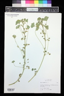 Malva neglecta image