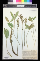 Menyanthes trifoliata image