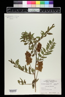 Glycyrrhiza lepidota image