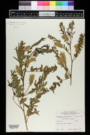 Glycyrrhiza lepidota image