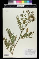 Glycyrrhiza lepidota image