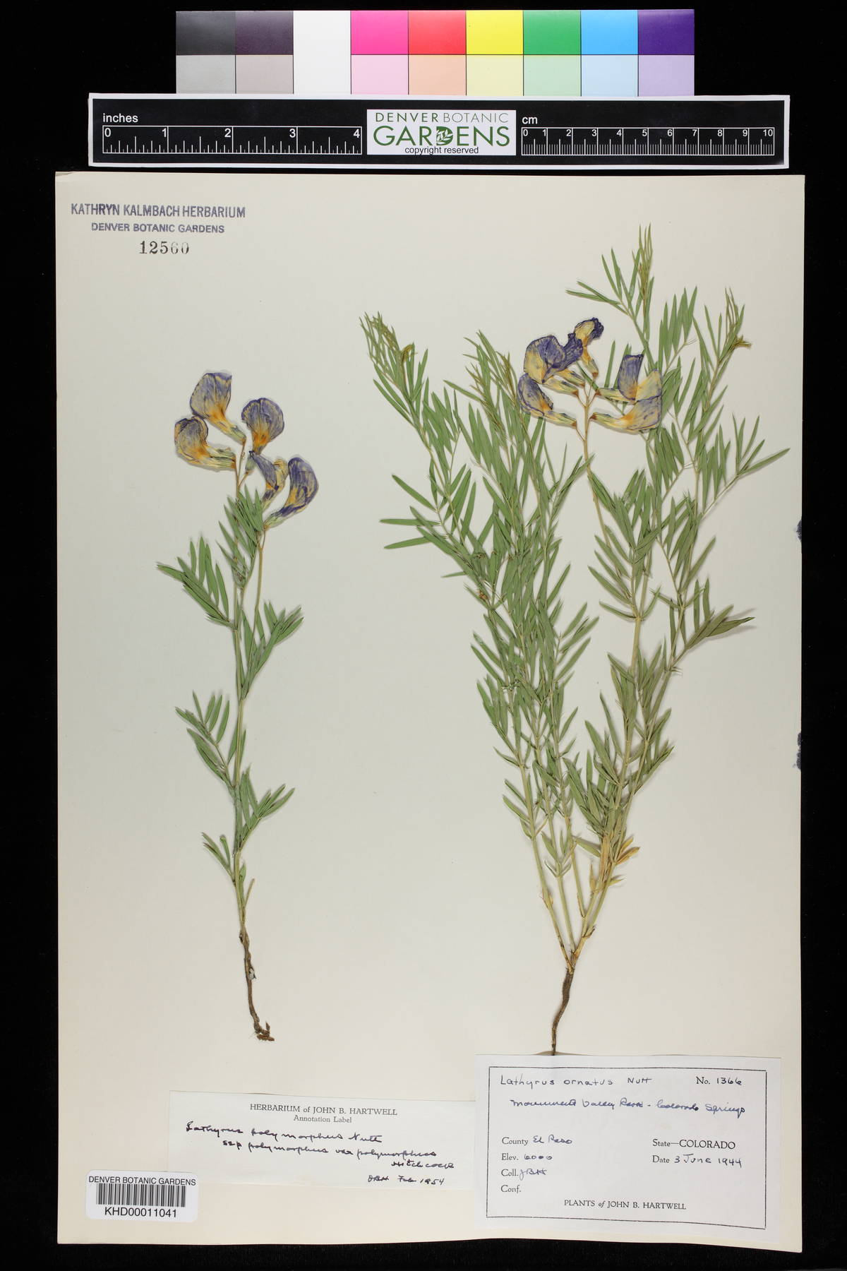 Lathyrus polymorphus image
