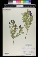 Lathyrus polymorphus image