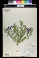 Lathyrus polymorphus image