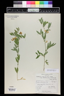 Lathyrus lanszwertii image