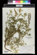 Lupinus argenteus image