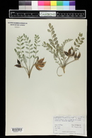 Astragalus shortianus image