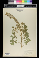 Lupinus plattensis image