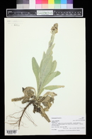 Verbascum thapsus image