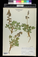 Lupinus polyphyllus image