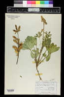 Lupinus ammophilus image