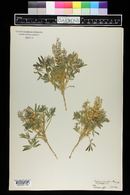 Lupinus pusillus image